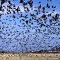 【新・日本の絶景】湿地帯に集う1万羽超のツル。空を埋め尽くす飛翔に圧倒