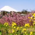 箱根南麓で春の息吹を体感！静岡県函南町で「かんなみの桜まつり」開催