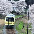 開業110年を迎える山陰のローカル線「木次線」で春さんぽ