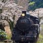 【車窓に春風🌸お花見列車】レトロなＳＬ列車に揺られ 桜に包まれる街・家山へ　「大井川鐵道」金谷～家山～奥大井湖上（静岡）