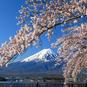 【車窓に春風🌸お花見列車】真っ白な富士山と桜並木の競演を楽しむ　富士急行線＜大月〜河口湖＞（2）