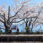 【車窓に春風🌸お花見列車】震災を乗り越えたローカル線、変わらぬ桜の景色で前向きに「のと鉄道」七尾～穴水