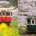 【車窓に春風🌸お花見列車】春を満喫 お花見列車6選
