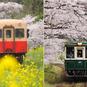 【車窓に春風🌸お花見列車】春を満喫 お花見列車6選