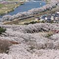 【車窓に春風🌸お花見列車】お花見で食べたい春駅弁8選