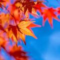 【一度は見たい紅葉百景】コラム　紅葉はなぜ 日本人の心を揺さぶるのか？（横浜市立大学大学院教授・嶋田幸久）
