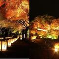 【一度は見たい紅葉百景】丸々もとおさんが選ぶ！おすすめ紅葉夜景5選