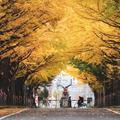 【一度は見たい紅葉百景】北海道大学のイチョウ並木&ワイン/京都・平安神宮会館の紅葉とアフタヌーンティー