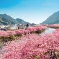 伊豆に春の訪れを告げる🌸「河津桜まつり」開催