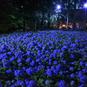 【新・日本の絶景】青い海のような群生をライトアップ　雲昌寺のアジサイ