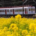 【鉄道ひとり（一人）旅】いちごと鯛のかわいい列車で春グルメと絶景、温泉を堪能＜和歌山電鐵－南海電鉄＞（1）