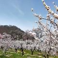 長野県千曲市の春を彩る可憐な花　「あんずまつり」が3月26日～4月5日に開催