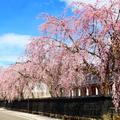 【歩く旅】武家屋敷通りを彩るシダレザクラと桧木内川堤のソメイヨシノの競演＜角館＞（1）