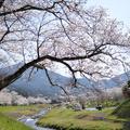 【食べる桜の世界】食べる桜の里を訪ねて　与謝野町＜京都＞