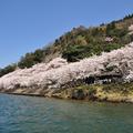 【歩く旅】未来へ守り継ぐ湖西のみち、琵琶湖が桜に染まり春をまとう＜海津大崎＞