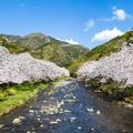 【食べる桜の世界】食べる桜の里を訪ねて　松崎町＜静岡＞