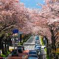 【食べる桜の世界】食べる桜の里を訪ねて　秦野市＜神奈川＞