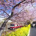【鉄道ひとり（一人）旅】「みさきまぐろきっぷ」でお得に、花と漁港めしを楽しむ京急1日旅＜京急本線・久里浜泉＞