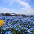 大阪・舞洲の恒例イベント、約4万4000平方メートルの敷地にネモフィラが咲き誇る「ネモフィラ祭り2026」が開催