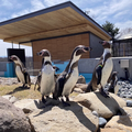 長野県の小諸市動物園に新たな動物が仲間入り🐧