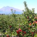 【スイーツの町さんぽ】日本一のリンゴ生産量を誇る“アップルパイの町”＜青森・弘前＞