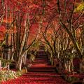 秋の滋賀「高島・米原・長浜」へ　湖北・湖西で紅葉名所めぐり🍁