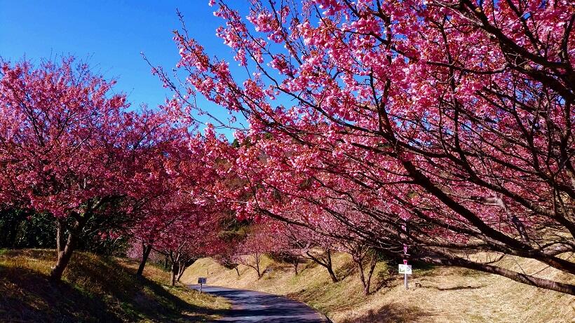 西伊豆・土肥温泉で早咲き土肥桜