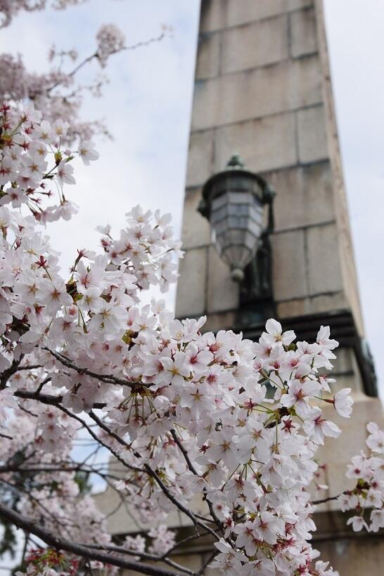 桜の背後には戦争で亡くなった方々のための慰霊碑が見える（写真／日高勇樹氏提供）