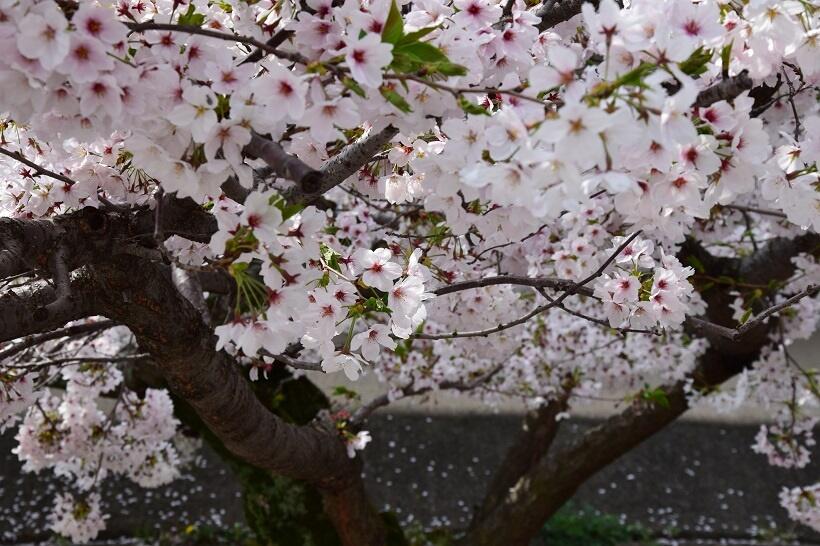 満開の桜（写真／日高勇樹氏提供）