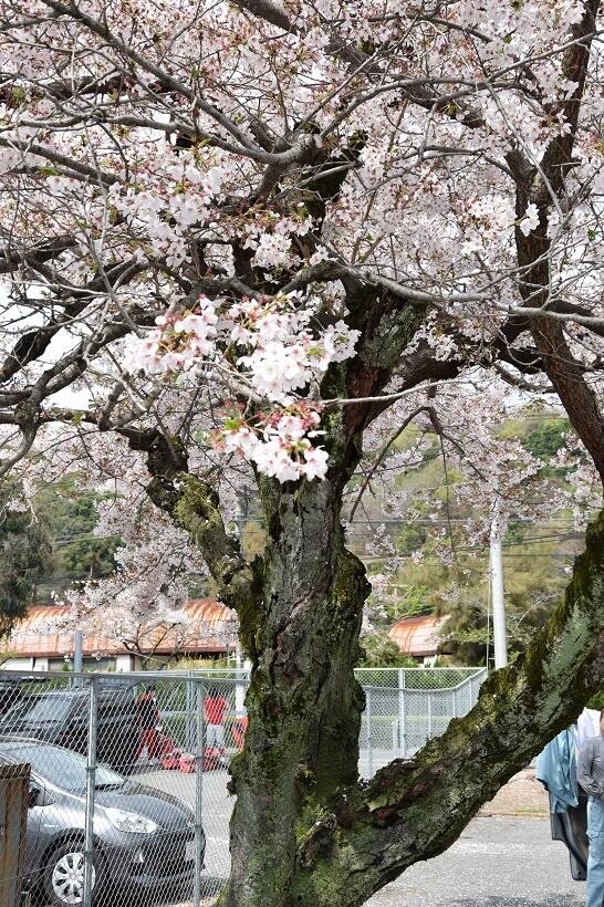 すずとリンがのぼったシーンを想起させる枝ぶりの桜の木（写真／日高勇樹氏提供）