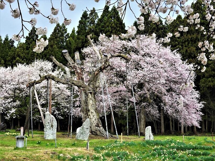 釜の越農村公園で、後方の子孫の花が、手前の古木に咲いているように見える写真