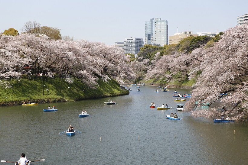 都内の桜の名所をタクシーで巡るプラン、3月20日スタート