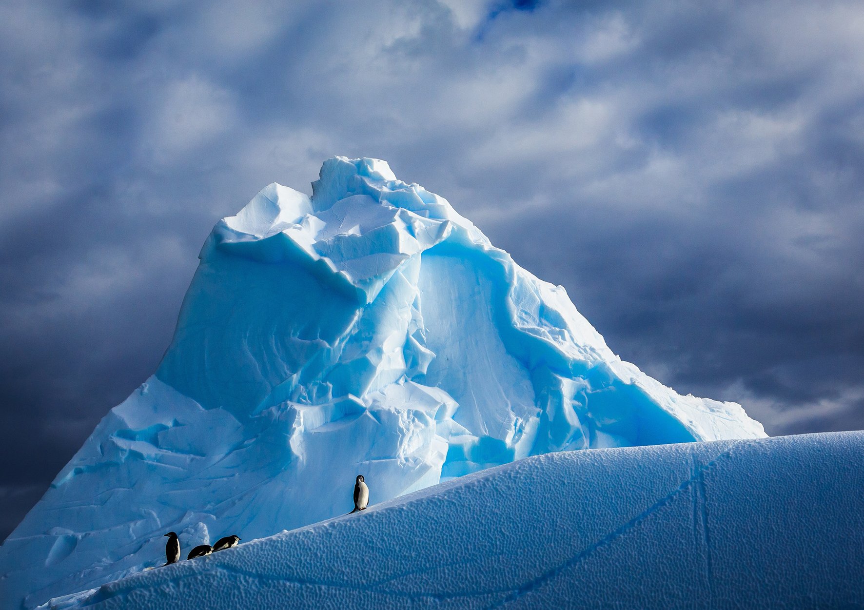 おうちで南極体験 大自然の魅力満載 南極の世界へダイブ 海外 たびよみ