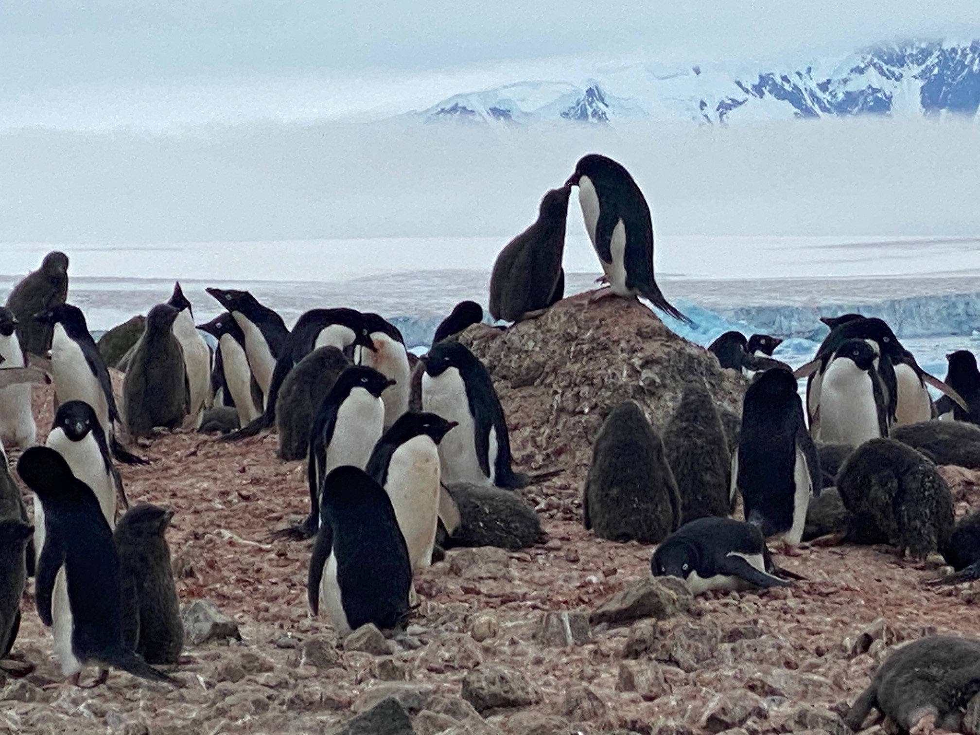 【添乗員日記】2020年１月、14日間の南極船旅詳細レポート