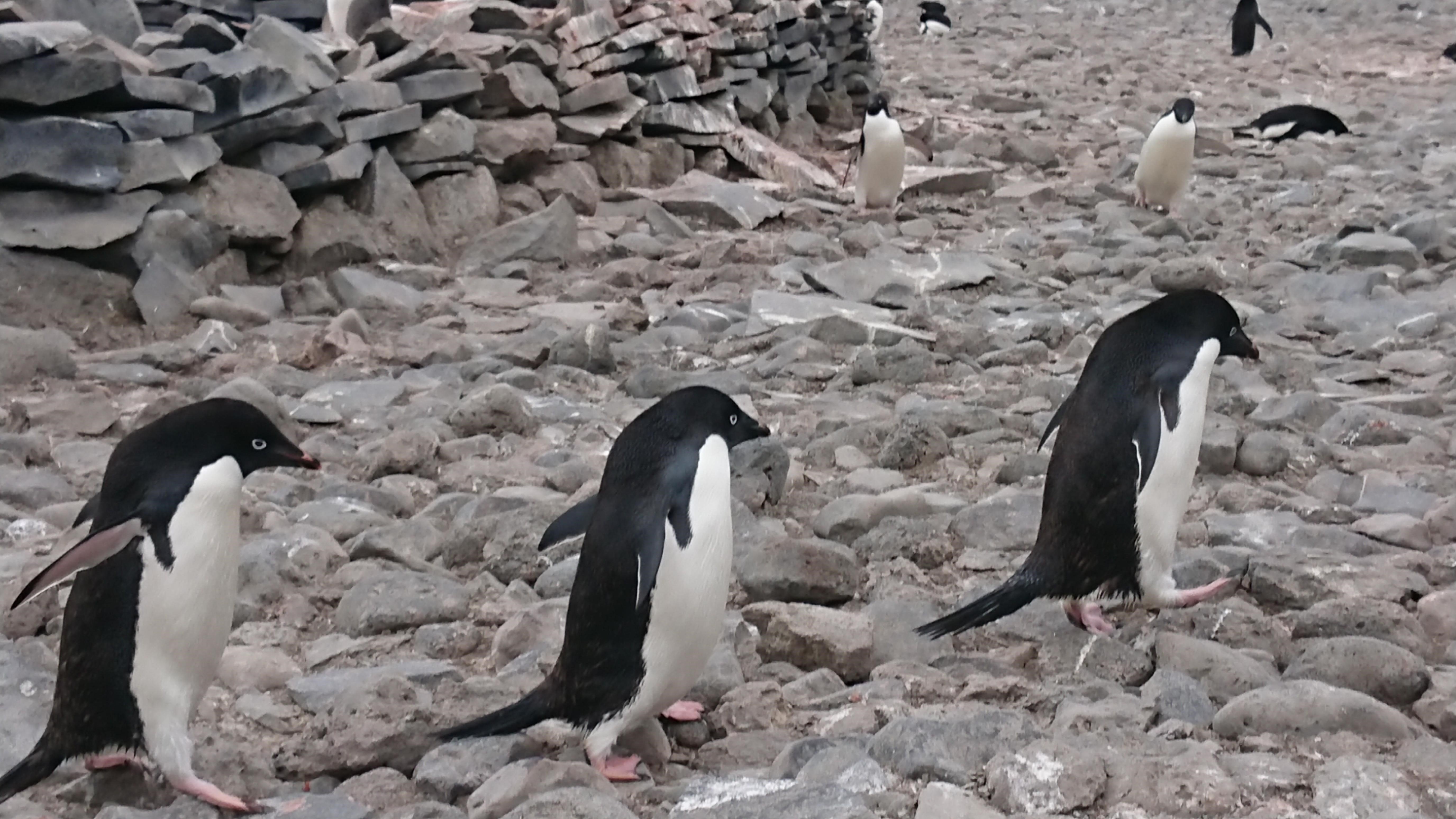 南極豆知識 南極大陸で繁殖を行うペンギンは２種類だけ 海外 たびよみ
