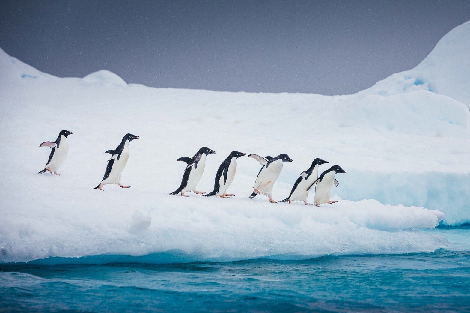 【南極豆知識】南極大陸で繁殖を行うペンギンは２種類だけ！