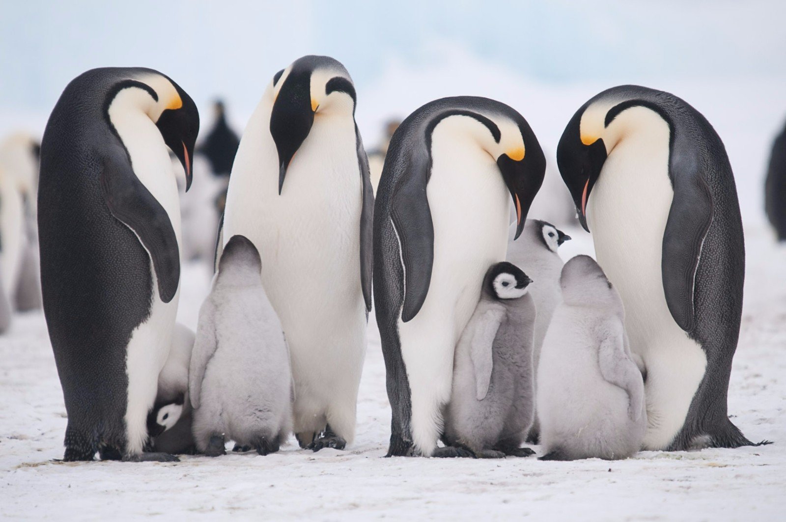 南極豆知識】南極大陸で繁殖を行うペンギンは２種類だけ！｜海外｜たびよみ