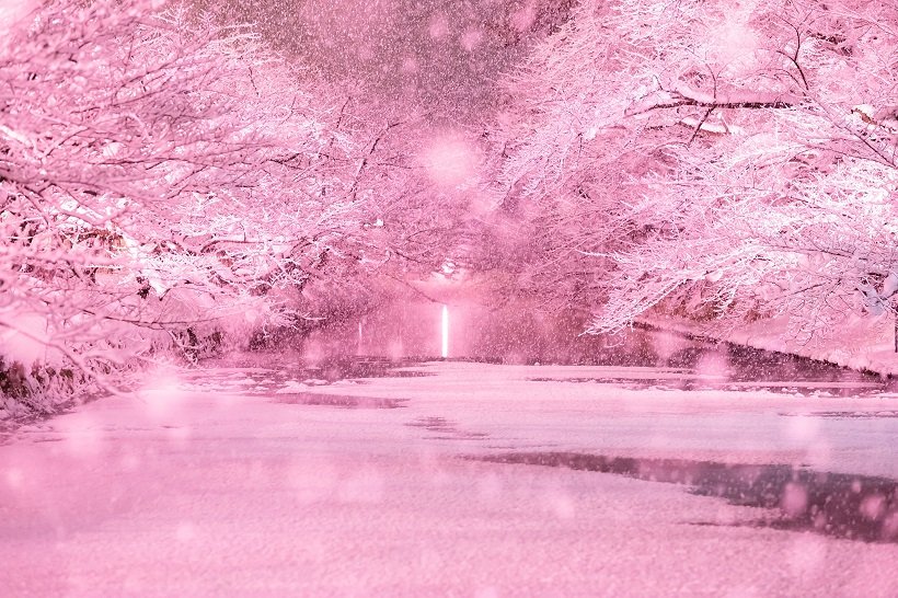 「日本一の桜」を誇る弘前公園に咲く「冬のさくら」