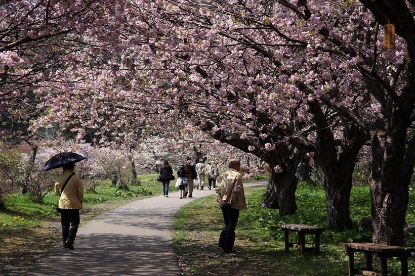 桜のトンネル。桜見本園と新桜見本園は「生きた桜図鑑」と称される（写真提供／松前町商工観光課）