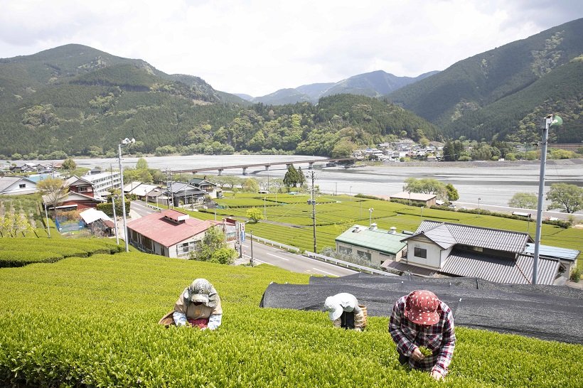 【日本茶の時間】静岡の「天空の茶産地」で手摘み製茶見学（1）