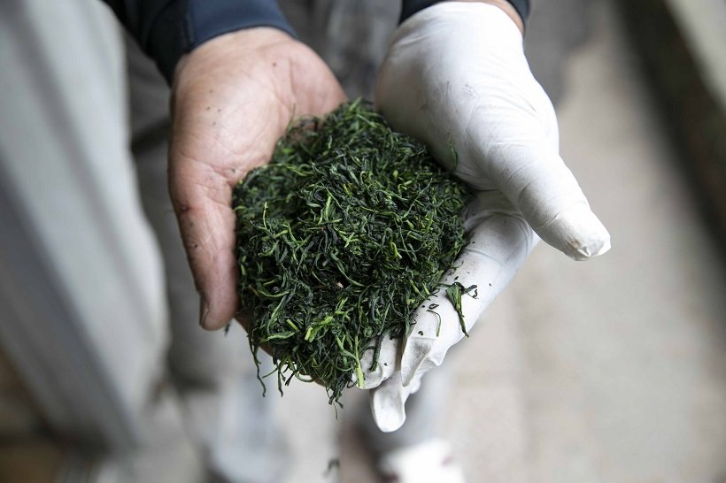 【日本茶の時間】静岡の「天空の茶産地」で手摘み製茶見学（2）