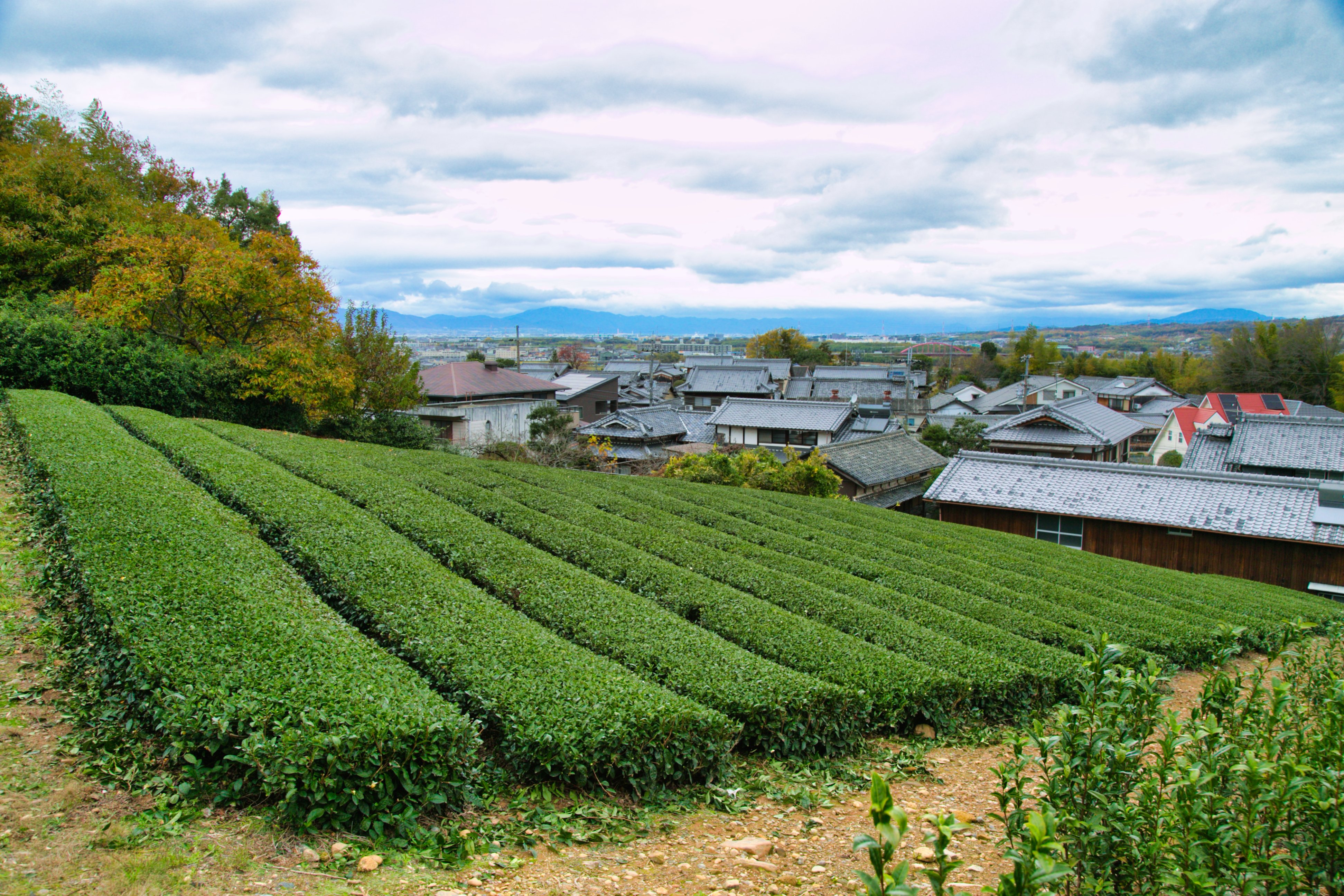 飯岡の茶畑