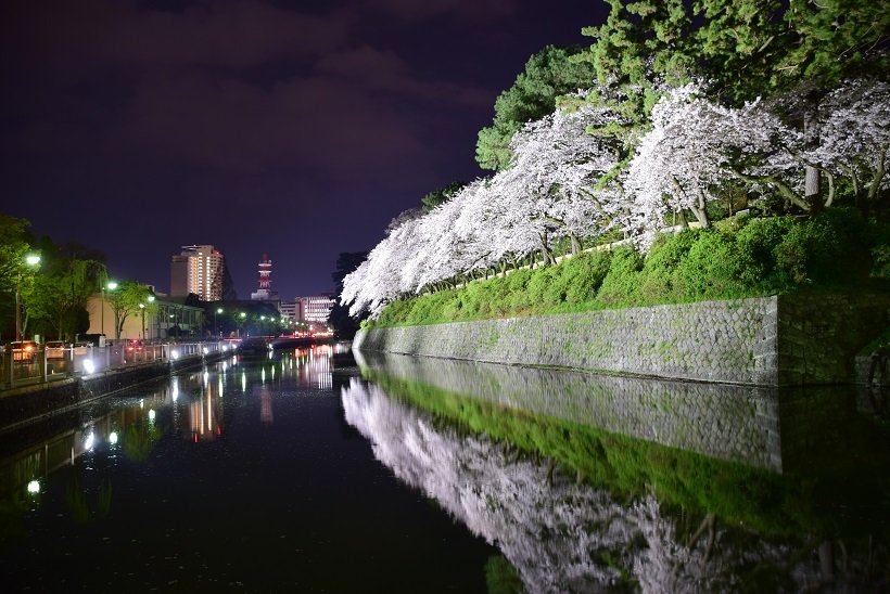 駿河城公園の桜
