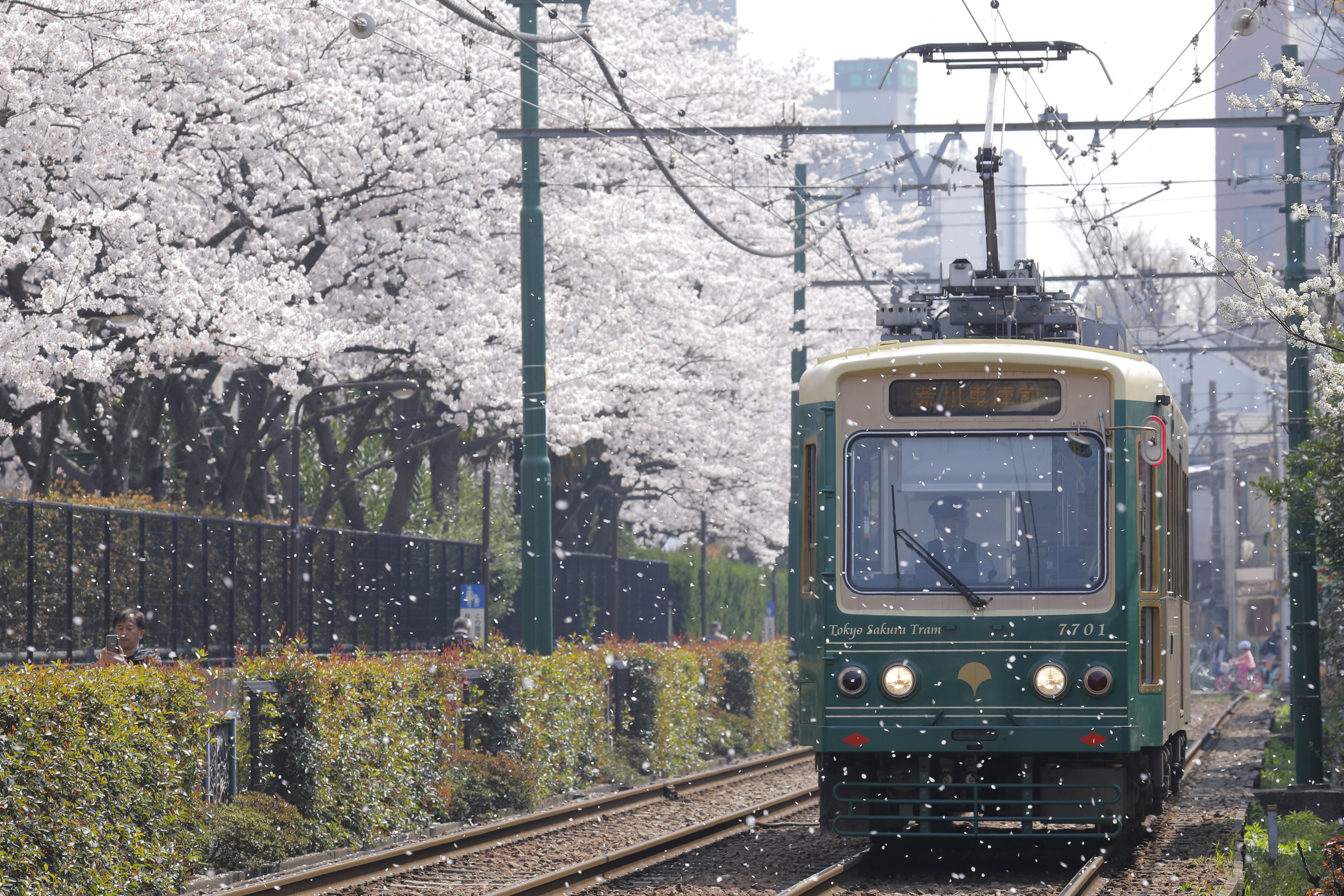 【桜の咲く駅へ】いつも乗っている東京の車窓にも思わぬ桜模様が広がっている