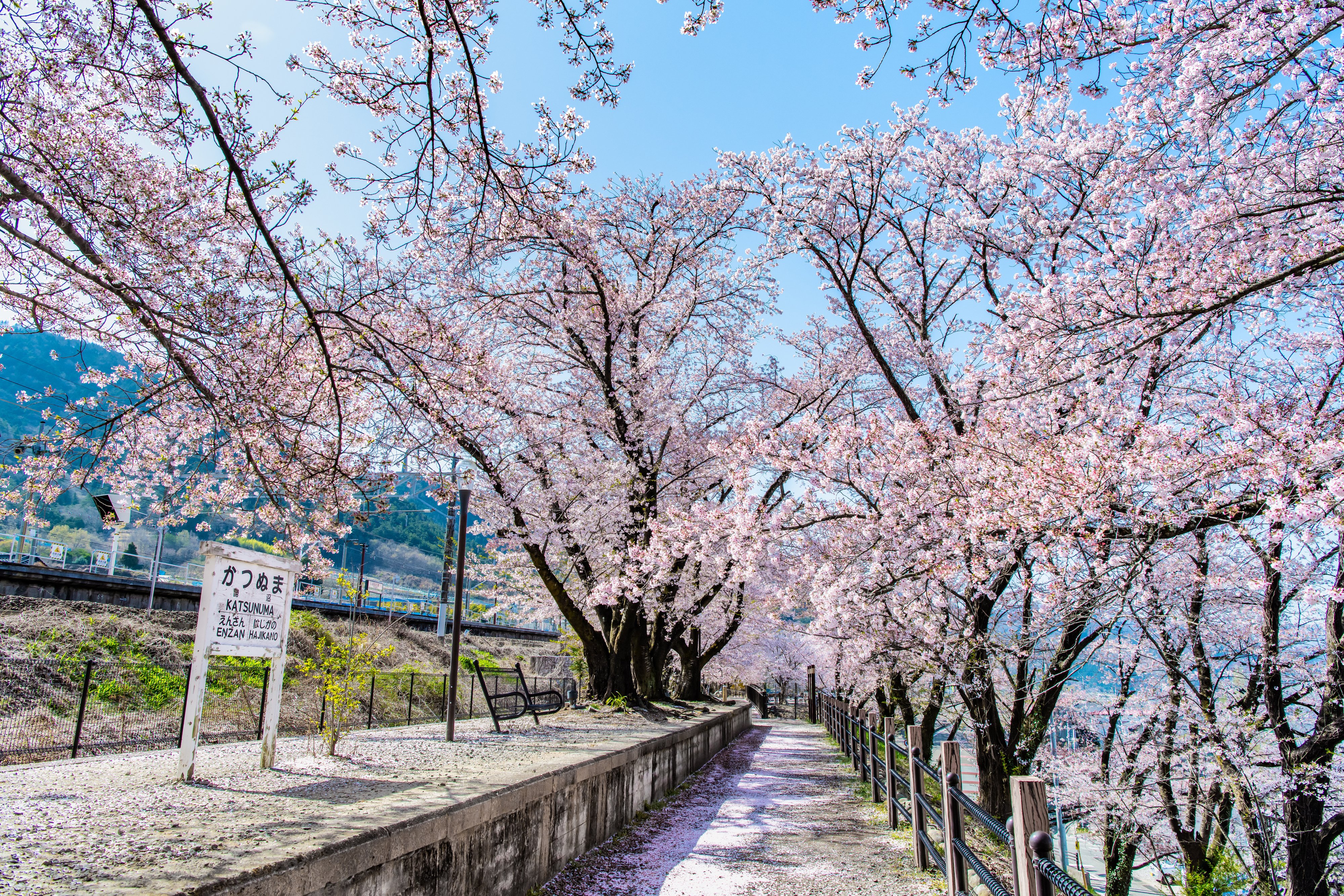 【桜の咲く駅へ】中央線・身延線で巡る山梨桜回廊（1）甚六桜