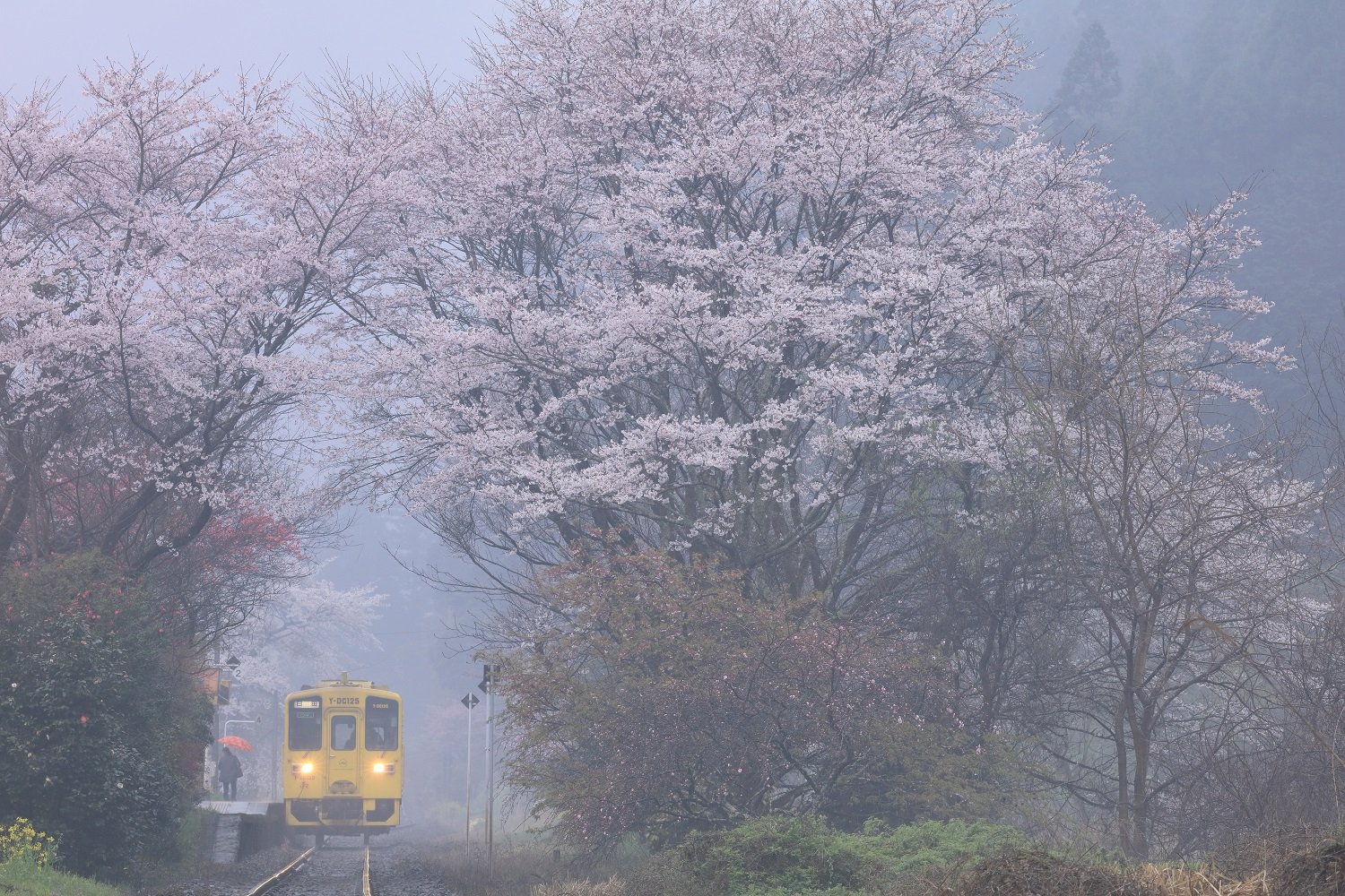 【桜の咲く駅へ】桜前線 鉄道十景（2）