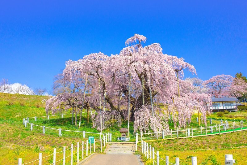 【桜の咲く駅へ】磐越東線で見に行く三春滝桜
