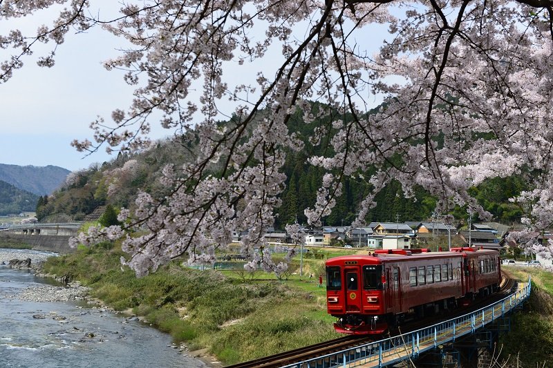 【桜の咲く駅へ】樽見鉄道で見に行く淡墨桜（2）
