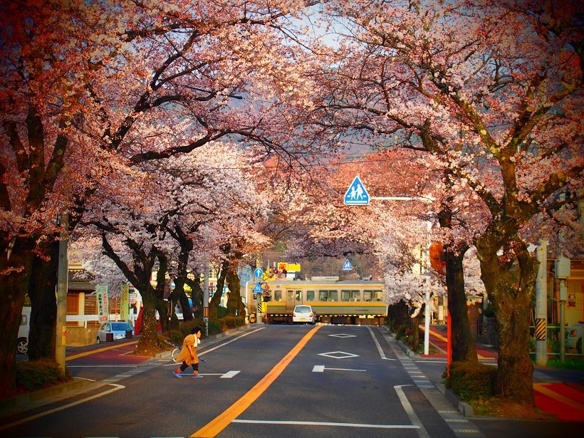 【桜の咲く駅へ】飯田線で桜巡り～高遠城址公園～