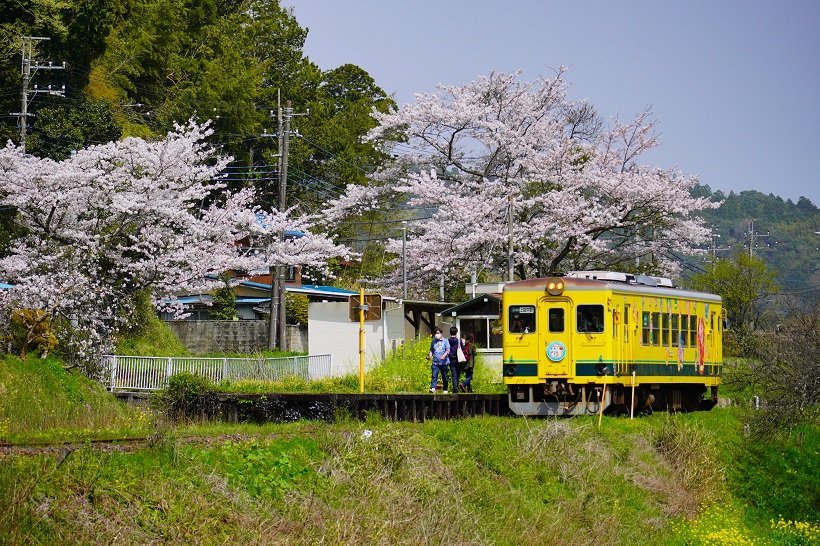 【桜の咲く駅へ】いすみ鉄道・小湊鐡道で房総半島横断